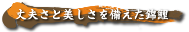 丈夫さと美しさを備えた錦鯉