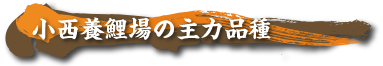 小西鯉養場の主力商品