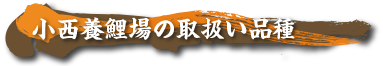 小西鯉養場の取扱い商品