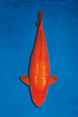 銀鱗紅鯉 Ginrin Benigoi