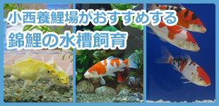 小西養鯉場がおすすめする錦鯉の水槽飼育