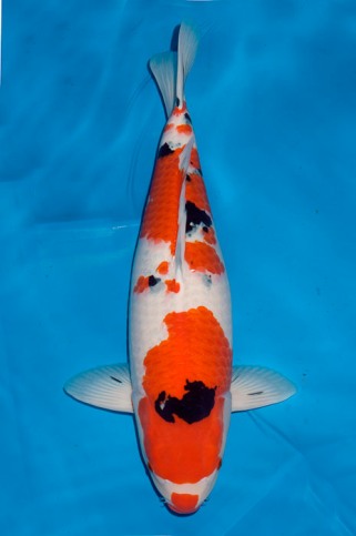 DSC_9701.jpg