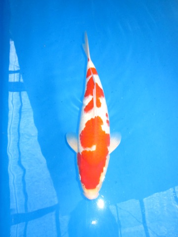 No.24-kohaku.jpg