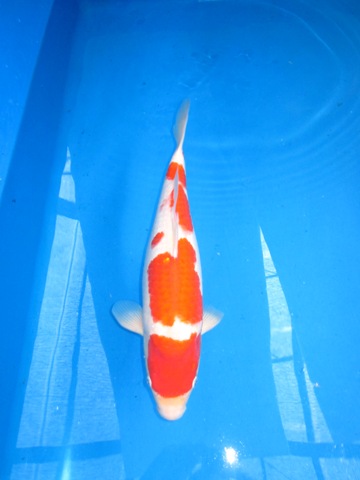 No.25-kohaku.jpg