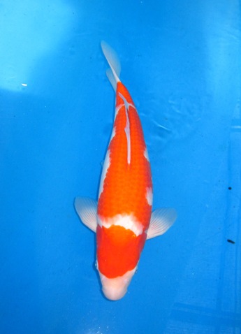 No.5-kohaku.jpg