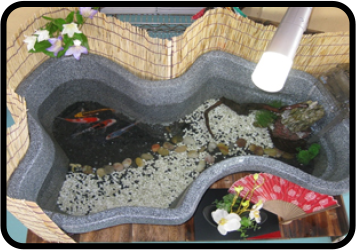 錦鯉の水槽飼育について 小西養鯉場